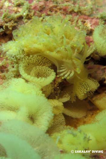 phestilla lugubris en Plongée a Nosy Be